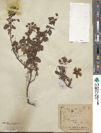 Cistus salviifolius image