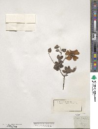 Cistus salviifolius image