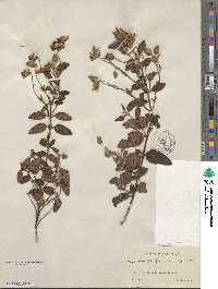 Cistus salviifolius image