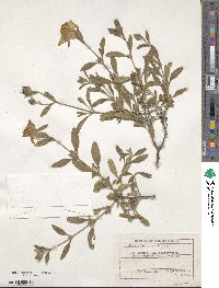 Cistus creticus subsp. creticus image