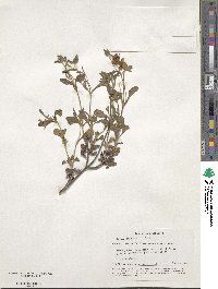 Cistus creticus image