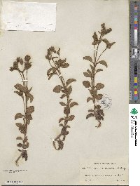 Cistus creticus subsp. corsicus image