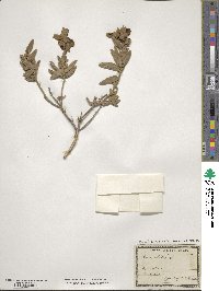 Cistus albidus image