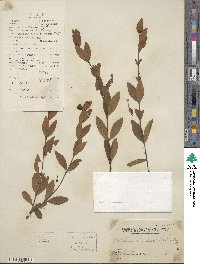 Wikstroemia indica image