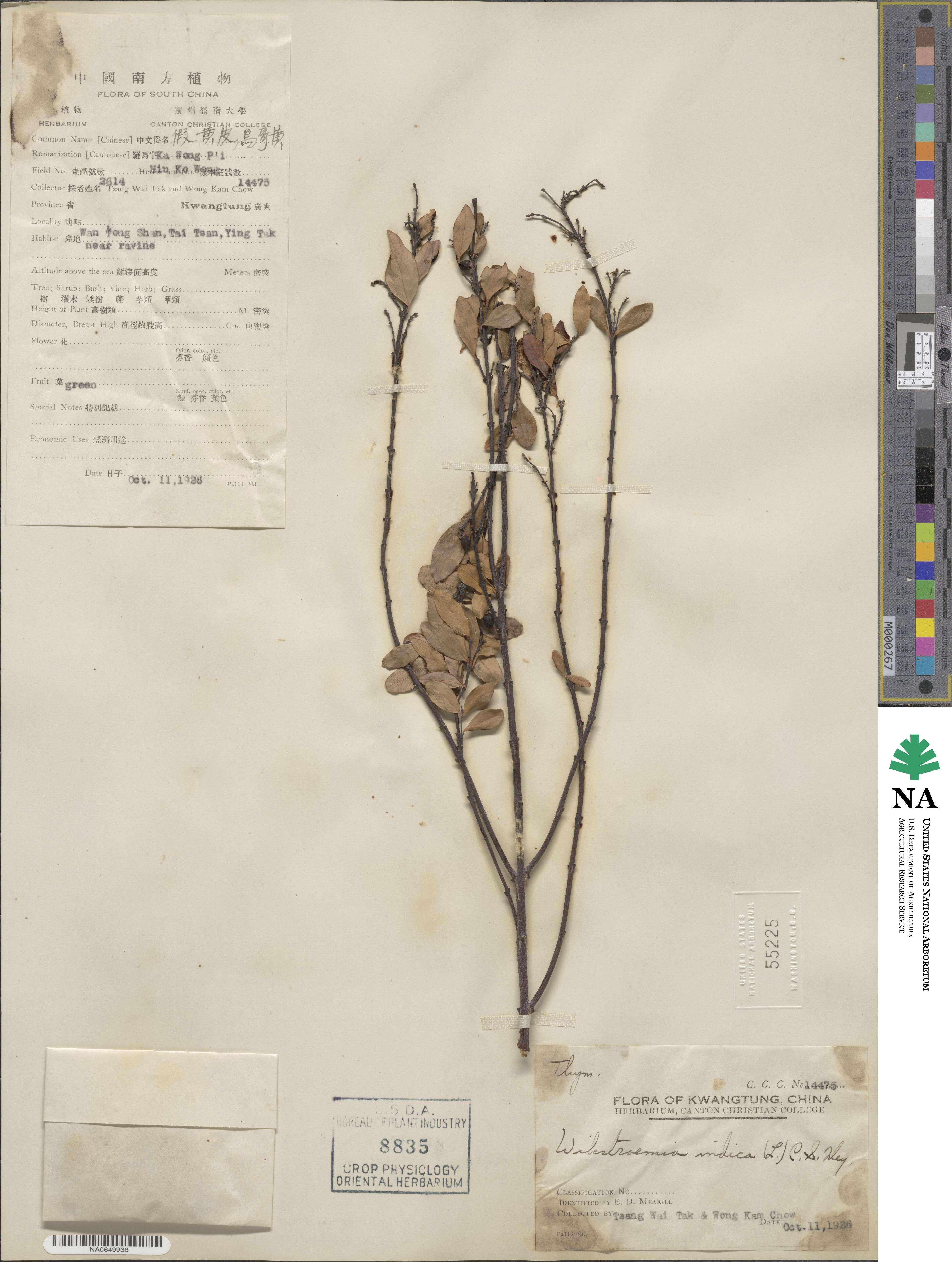 Wikstroemia indica image