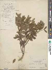 Wikstroemia indica image