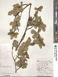 Wikstroemia pseudoretusa image