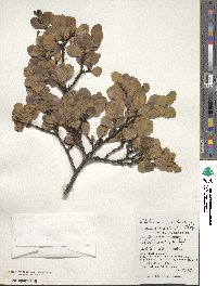 Wikstroemia pseudoretusa image