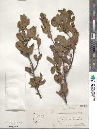 Wikstroemia pseudoretusa image