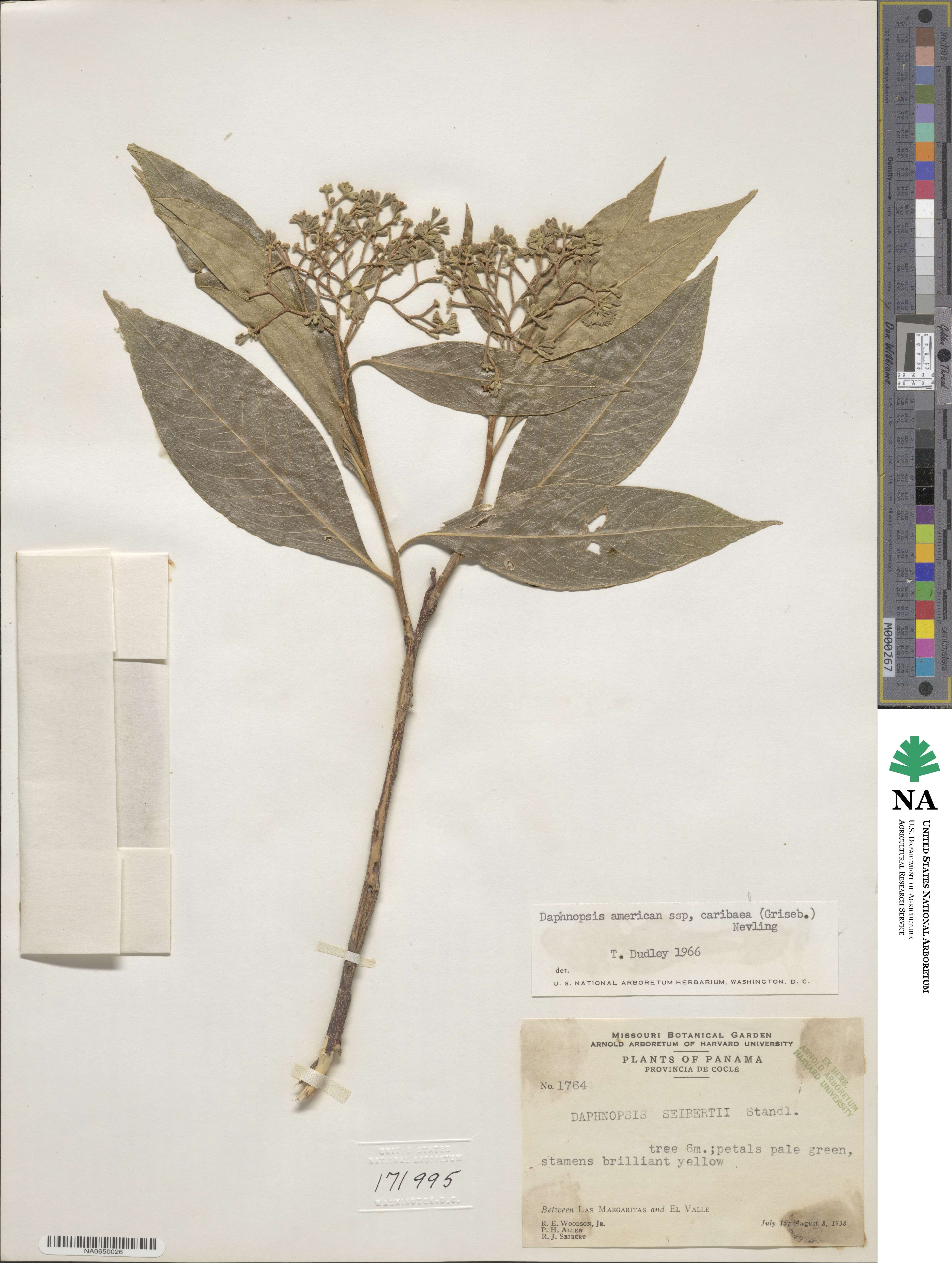 Daphnopsis americana image