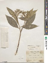 Daphnopsis americana image