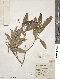 Daphnopsis americana image