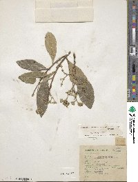 Daphnopsis americana image