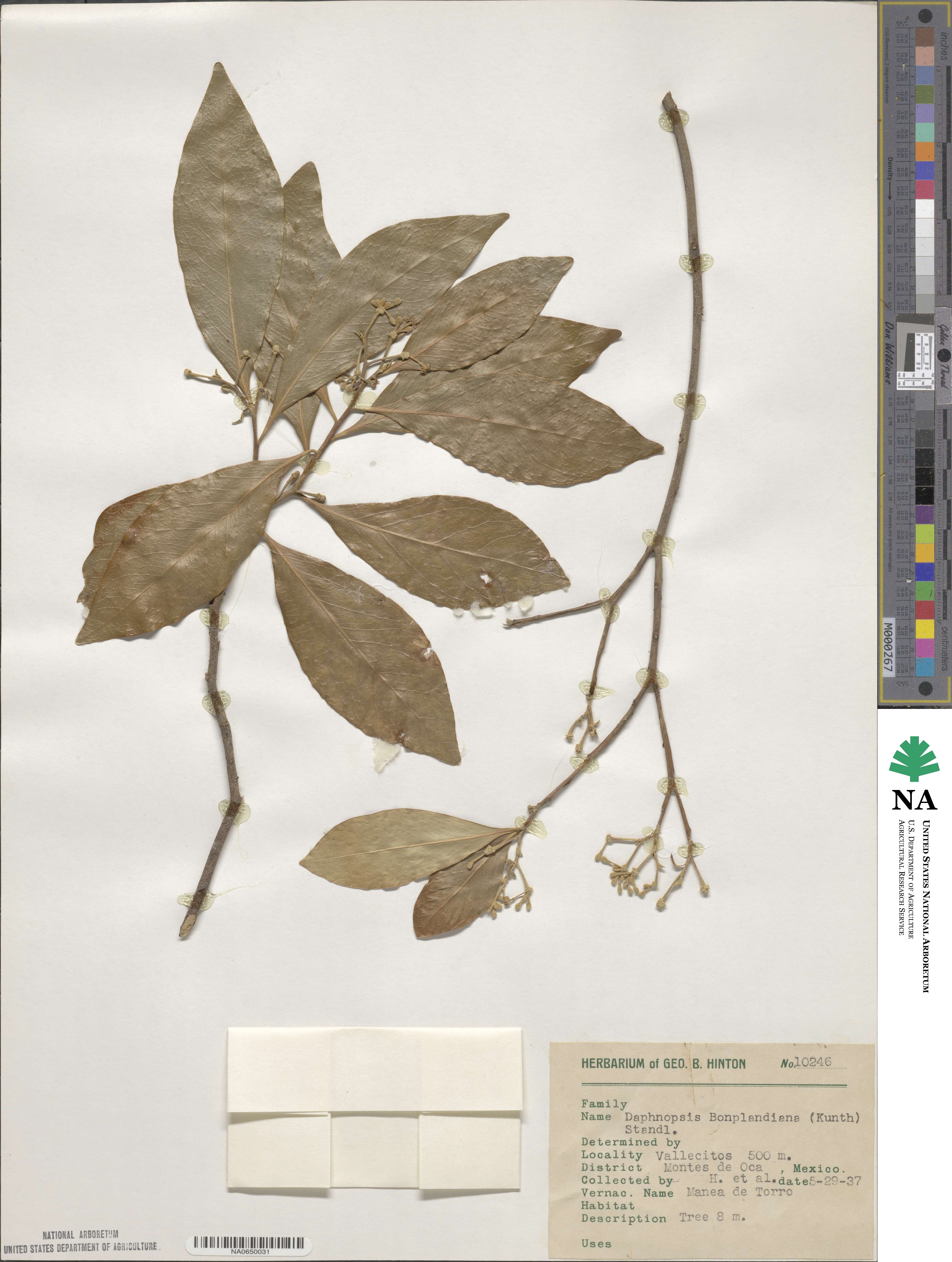 Daphnopsis americana subsp. americana image