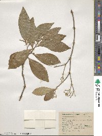 Daphnopsis americana image