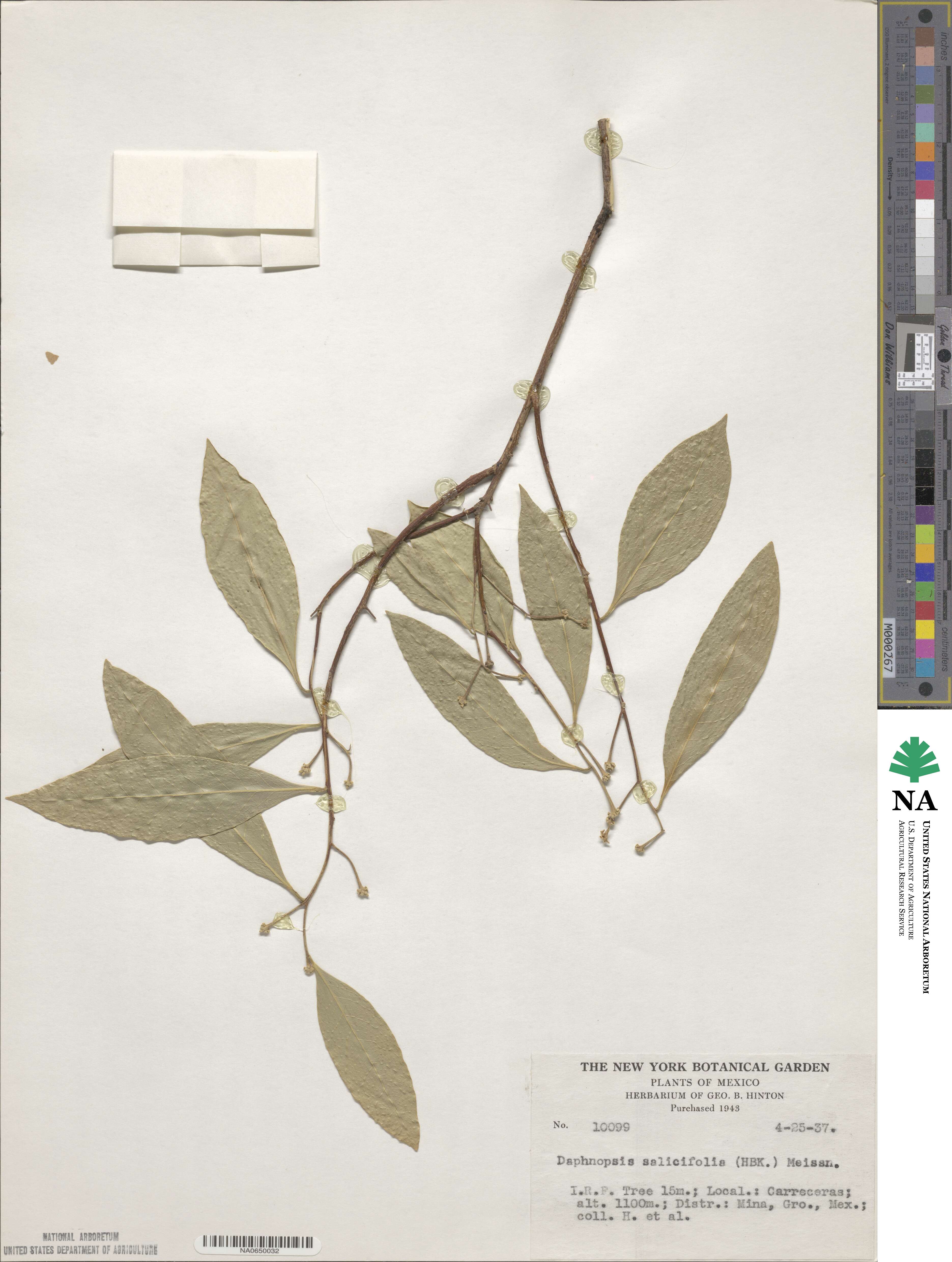 Daphnopsis americana subsp. salicifolia image