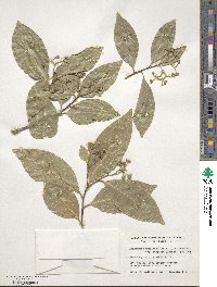 Daphnopsis americana subsp. caribaea image