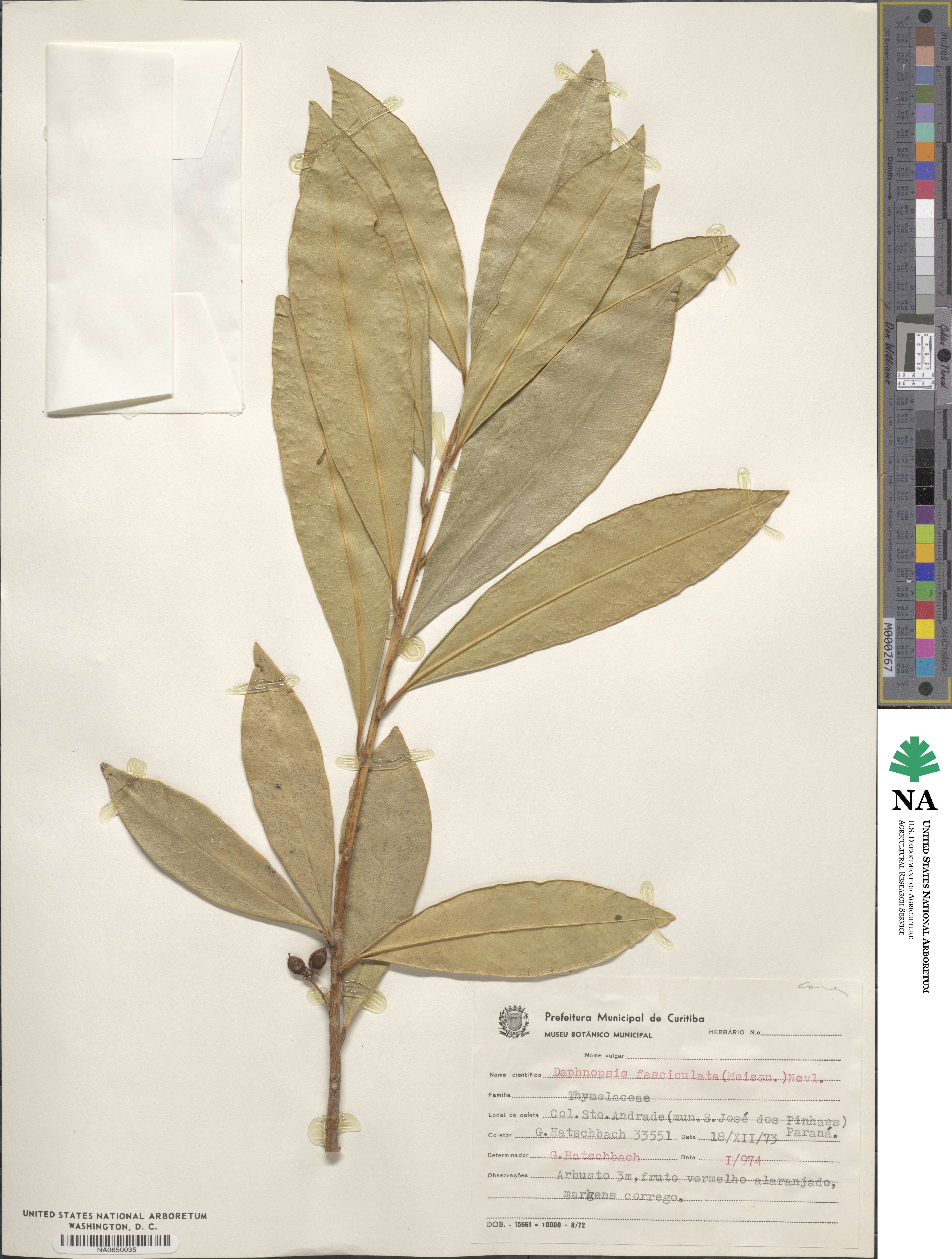 Daphnopsis fasciculata image