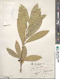 Image of Daphnopsis fasciculata