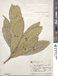 Daphnopsis fasciculata image