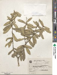 Daphnopsis racemosa image