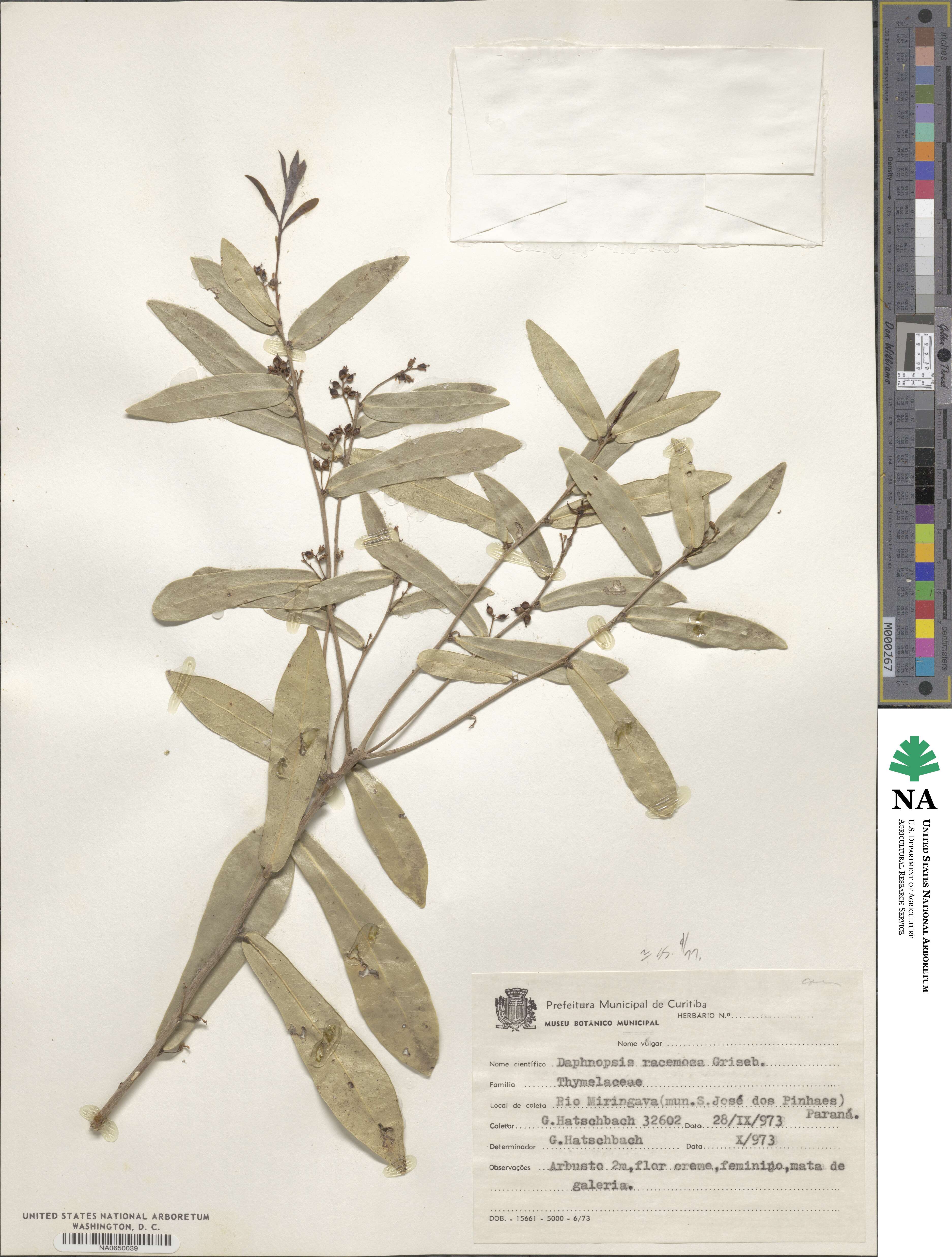 Daphnopsis racemosa image