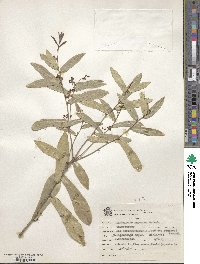 Daphnopsis racemosa image