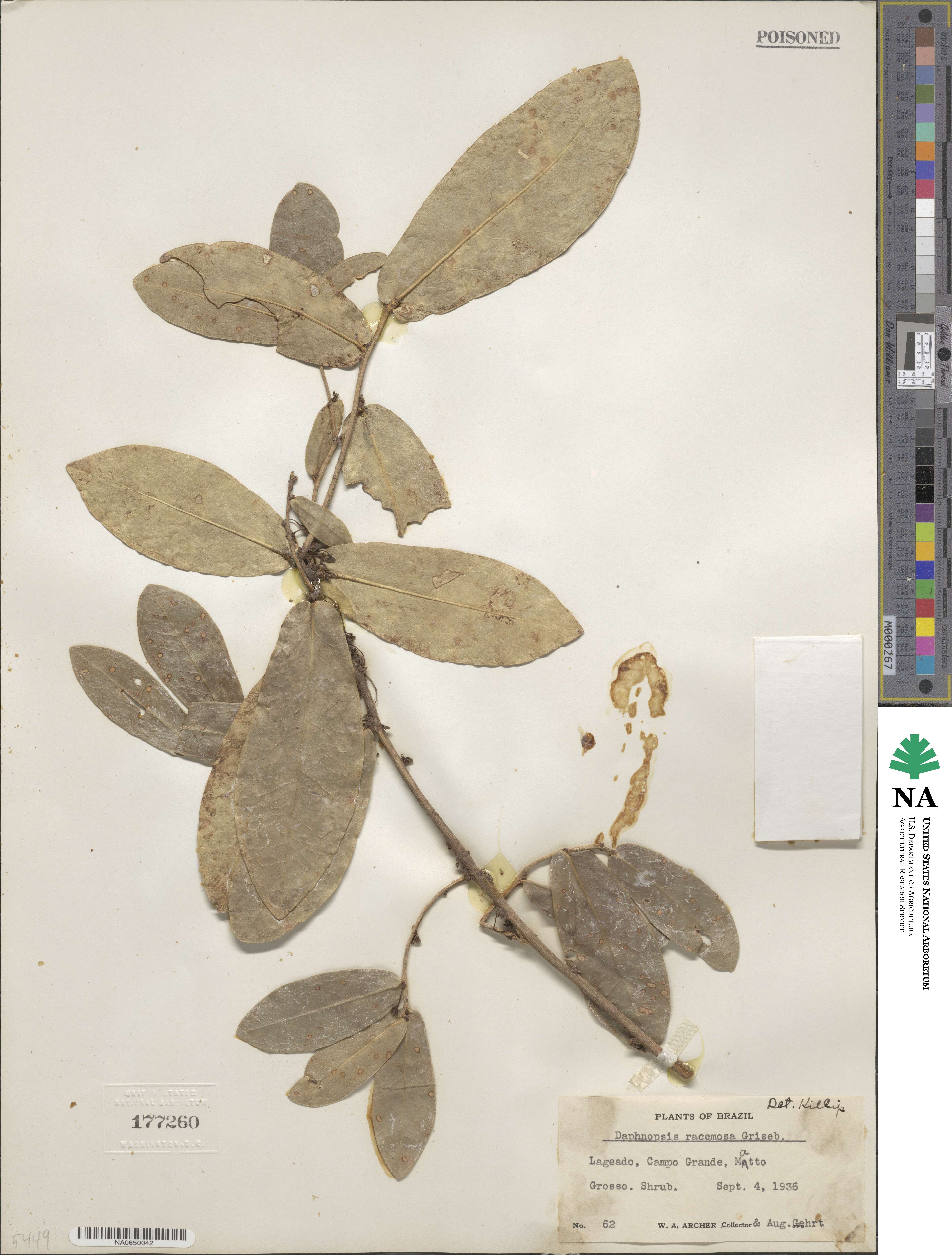 Daphnopsis racemosa image
