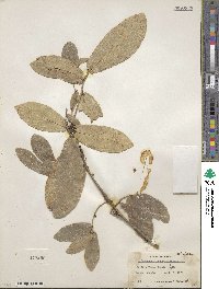 Daphnopsis racemosa image