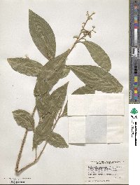 Daphnopsis americana image