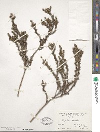 Thymelaea hirsuta image