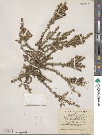 Thymelaea hirsuta image