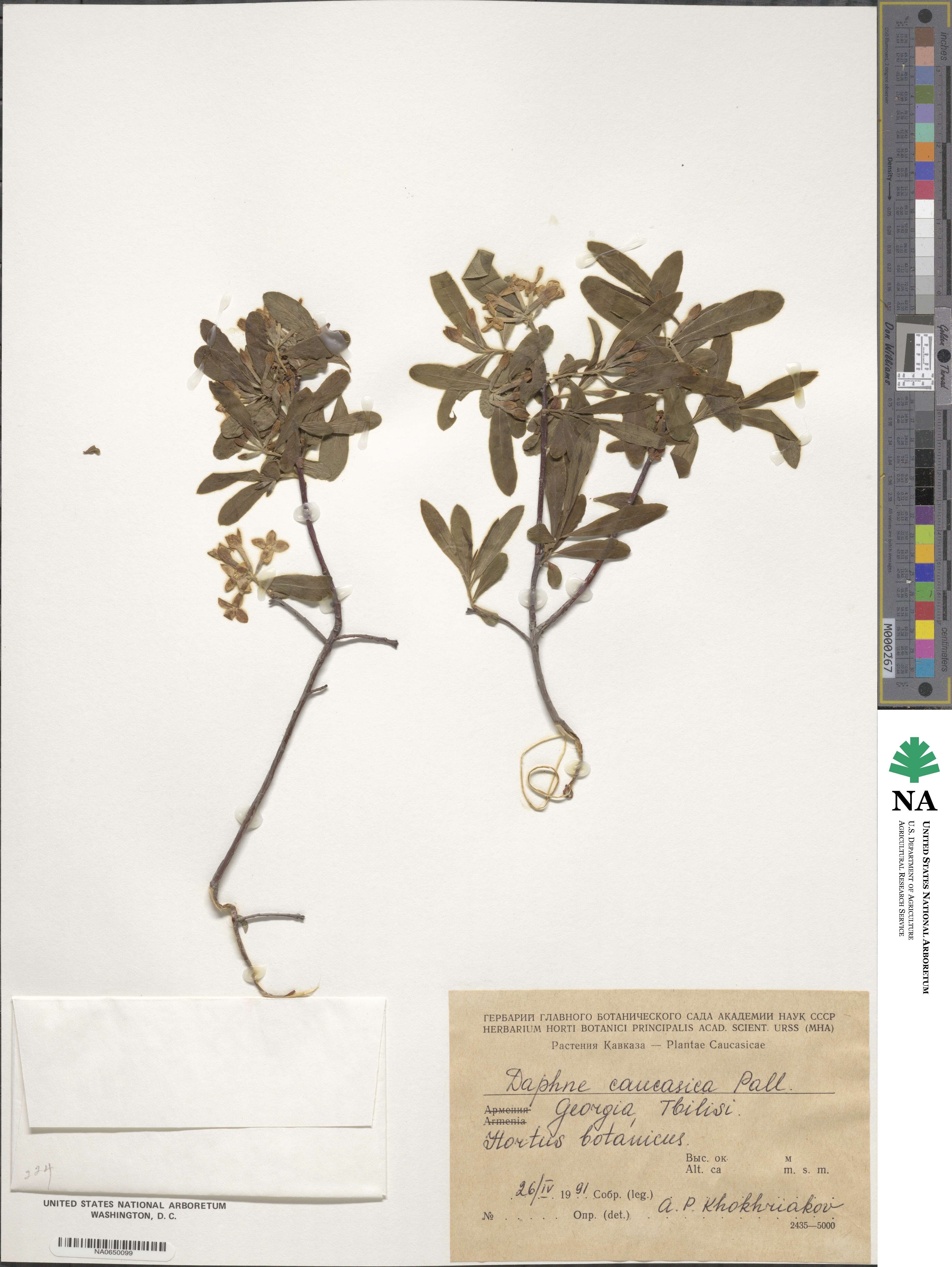 Daphne caucasica image