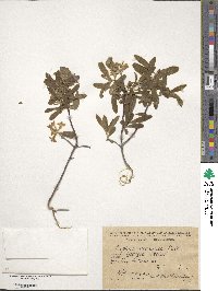 Daphne caucasica image