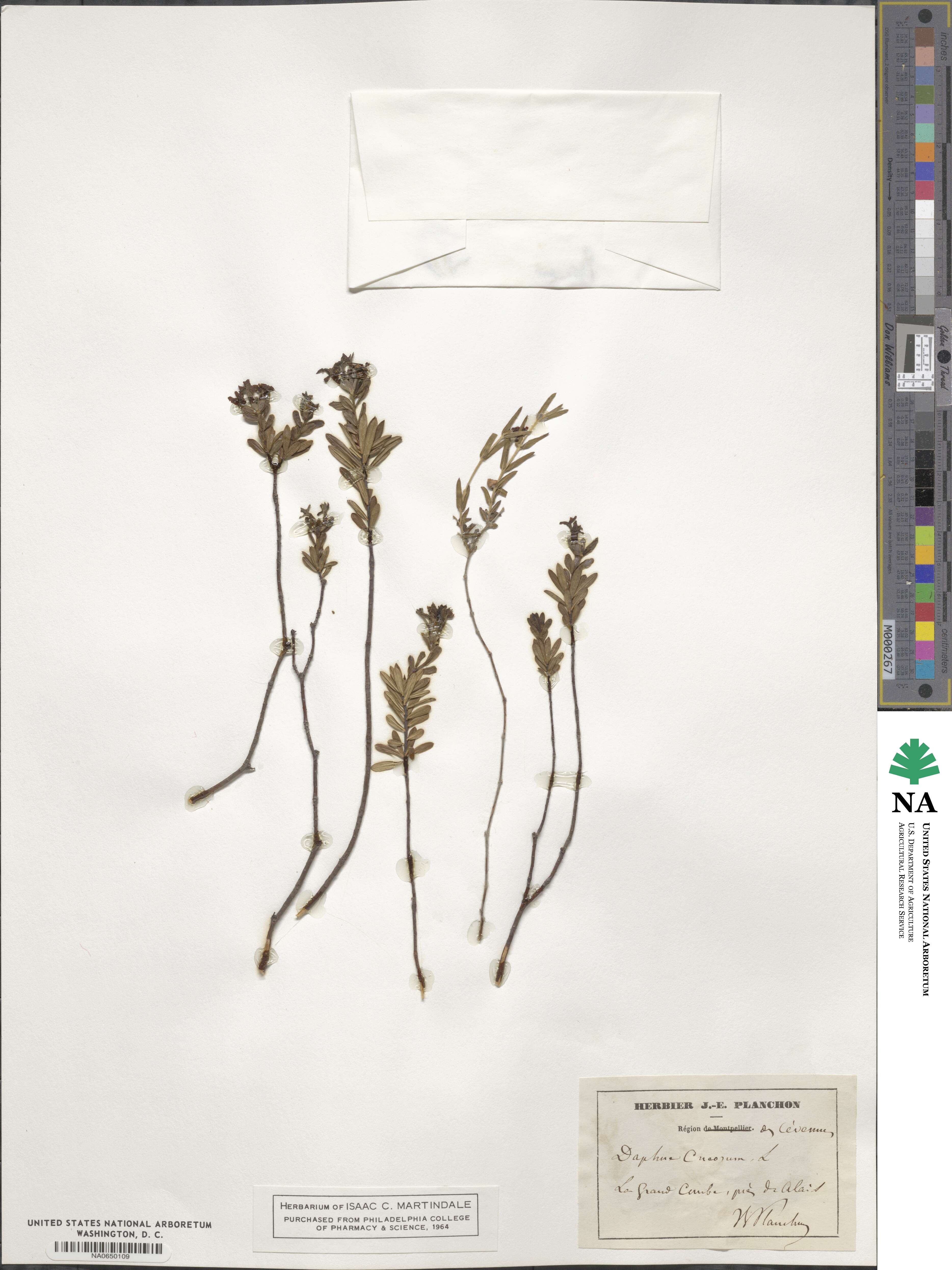 Daphne cneorum image