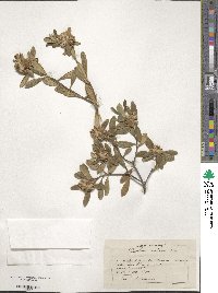 Daphne oleoides subsp. oleoides image