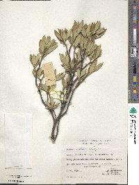 Daphne oleoides image