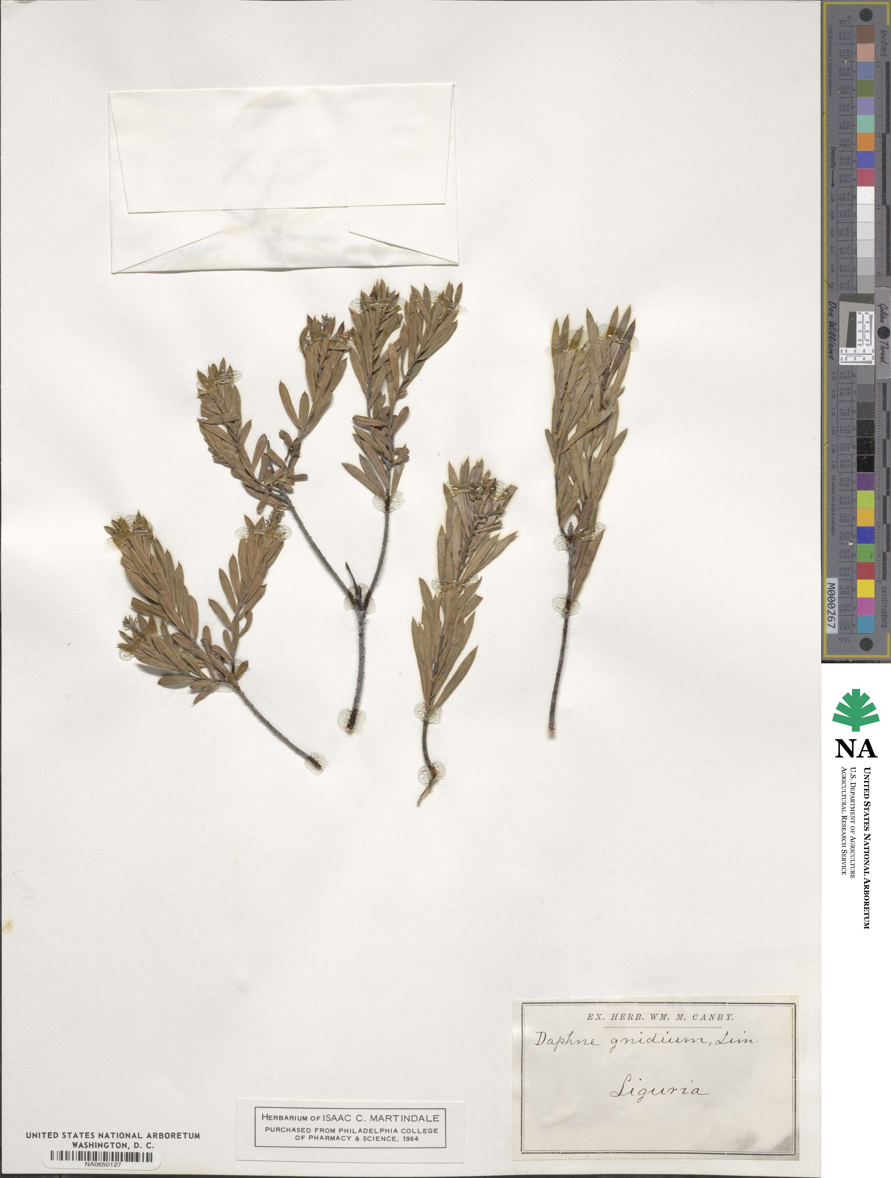 Daphne gnidium image