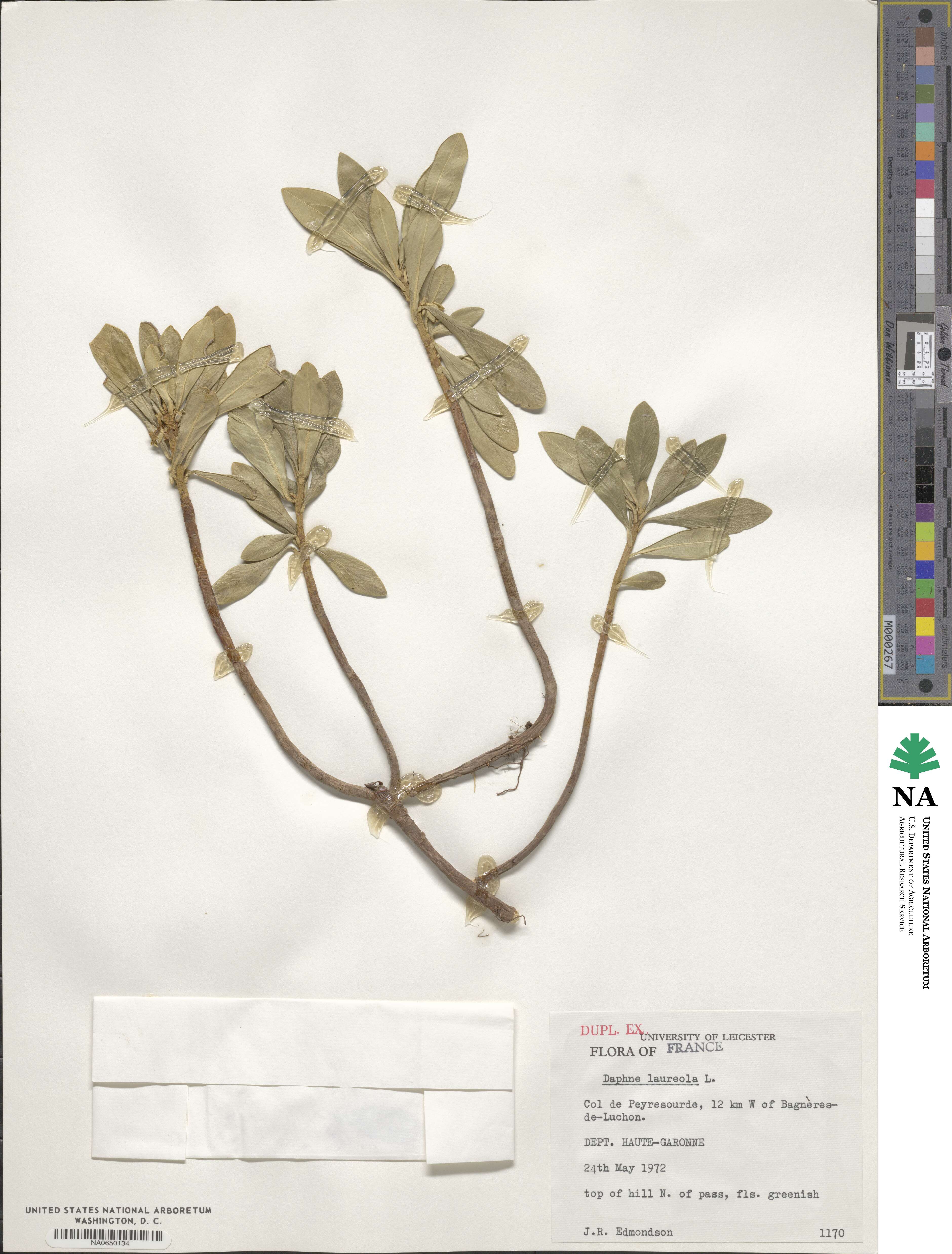 Daphne laureola image