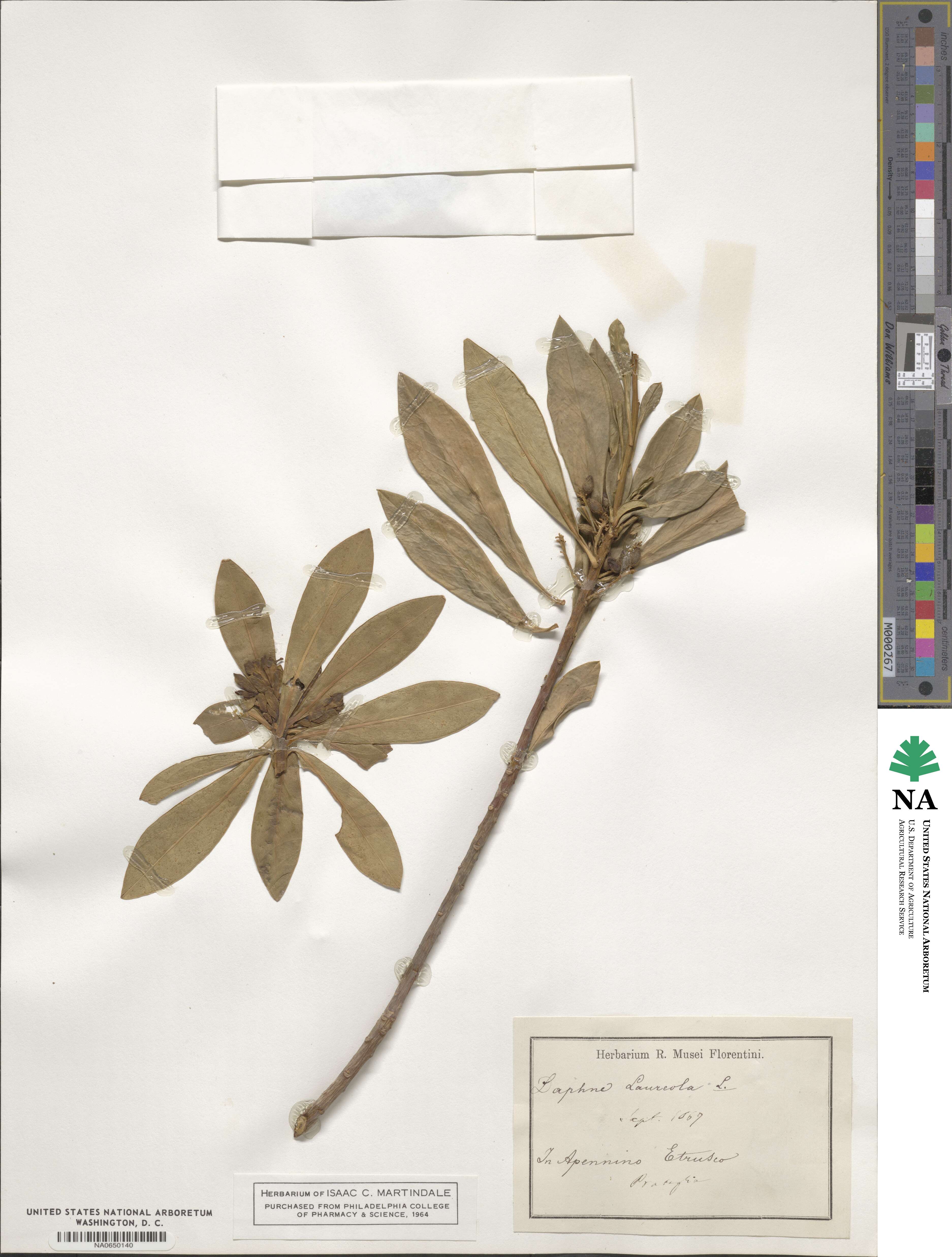 Daphne laureola image