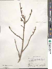 Daphne mezereum image