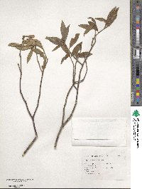 Daphne arisanensis image