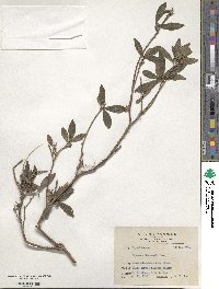 Daphne arisanensis image