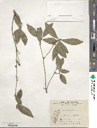 Daphne arisanensis image