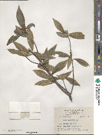 Daphne arisanensis image