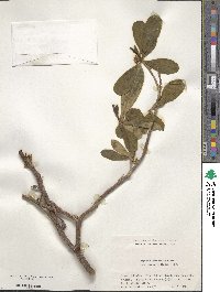 Image of Daphne jezoensis