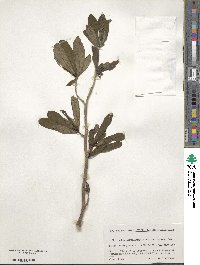 Daphne jezoensis image