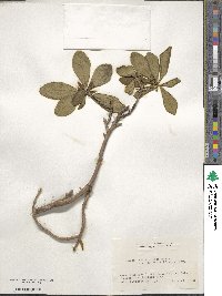 Daphne jezoensis image