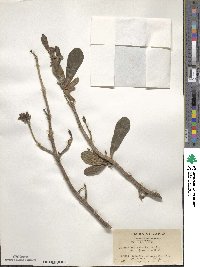 Daphne jezoensis image