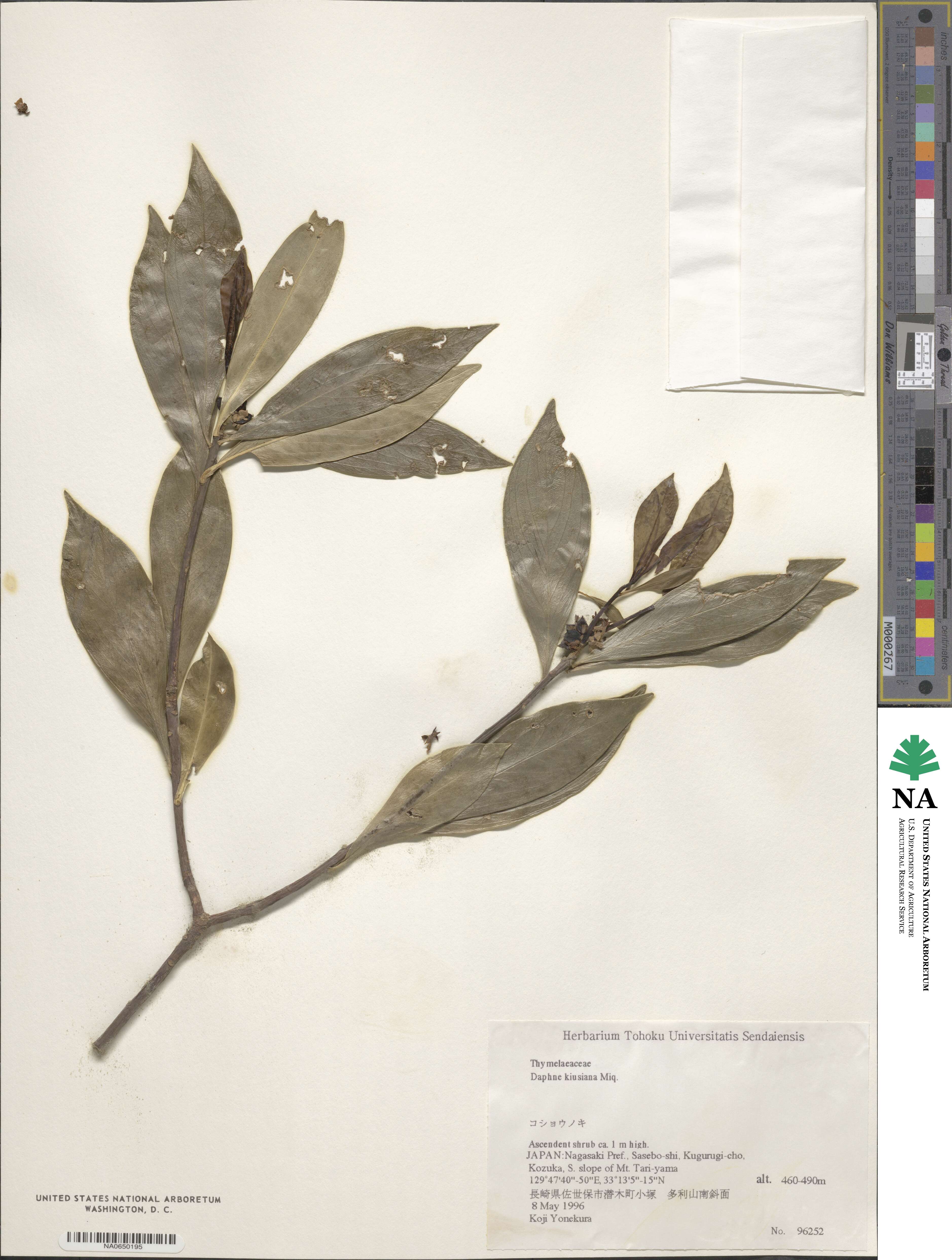 Daphne kiusiana image